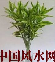 驻马店十二生肖养什么植物最旺财运？你知道吗！