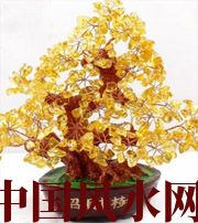 驻马店买了招财植物却不能发财，是方位摆错了！